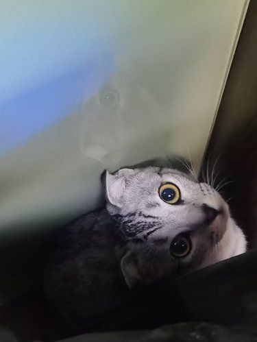 猫猫给的诱惑