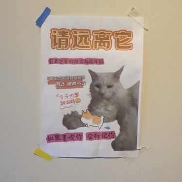 猫猫，你被通缉啦