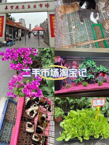 花鸟鱼虫市场