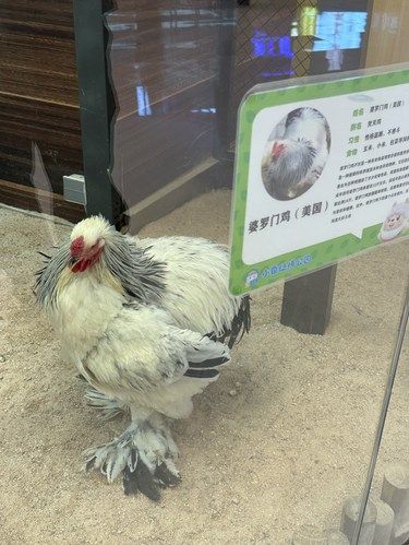 被这只鸡帅到了！