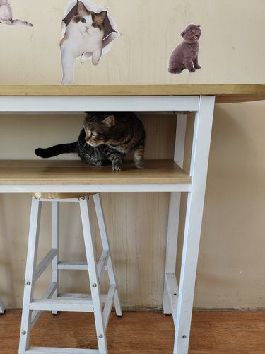 小猫室内悠闲时光