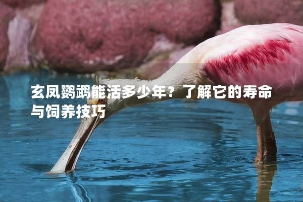 玄凤鹦鹉能活多少年？了解它的寿命与饲养技巧