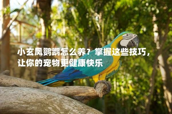 小玄凤鹦鹉怎么养？掌握这些技巧，让你的宠物更健康快乐