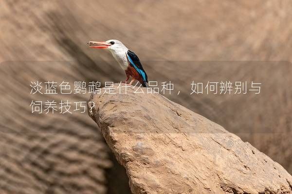 淡蓝色鹦鹉是什么品种，如何辨别与饲养技巧？