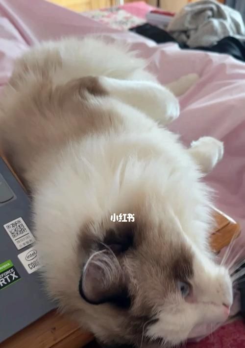 三个多月布偶猫不粘人的原因解析（探究布偶猫性格特点）