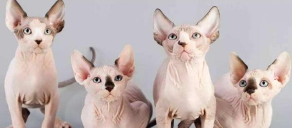 普通家猫品种全解析（了解家猫，让你的宠物生活更美好）