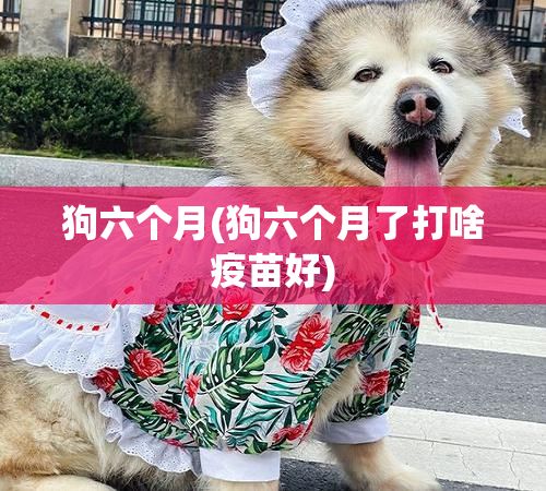 狗六个月(狗六个月了打啥疫苗好)