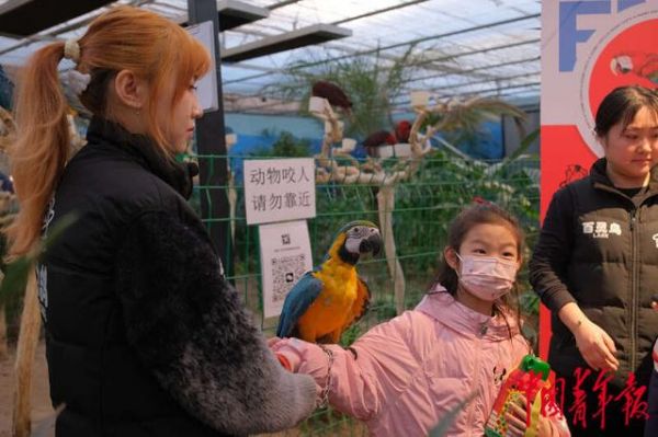 1月24日,北京,世界花卉大观园地球学院,一名小朋友在工作人员的帮助下与金刚鹦鹉互动。田嘉硕/摄