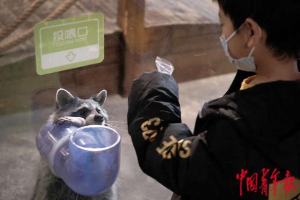 1月24日,北京,世界花卉大观园地球学院,一只北美浣熊正在等待小朋友的投喂。田嘉硕/摄