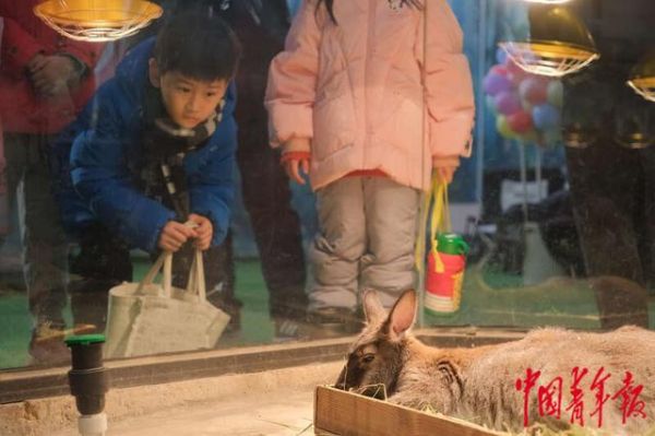 1月24日,北京,世界花卉大观园地球学院,一位小朋友正在近距离观察赤颈袋鼠。田嘉硕/摄