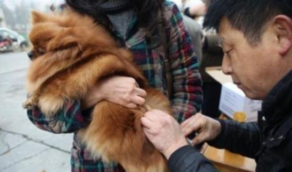 辟谣，狗狗并不需要每年接种疫苗，且昂贵犬八联与六联相差无几！