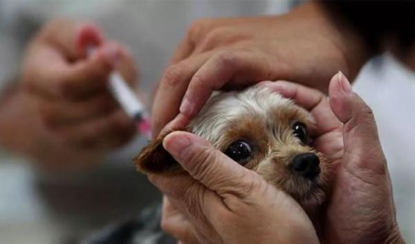 辟谣，狗狗并不需要每年接种疫苗，且昂贵犬八联与六联相差无几！