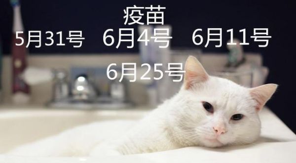辟谣，狗狗并不需要每年接种疫苗，且昂贵犬八联与六联相差无几！