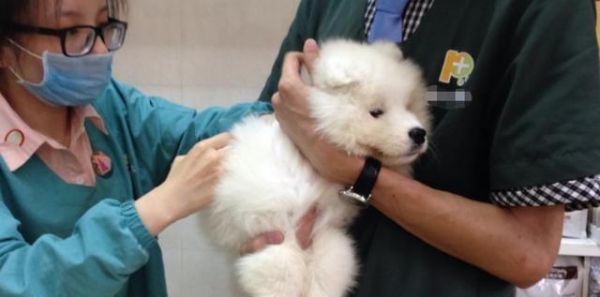 辟谣，狗狗并不需要每年接种疫苗，且昂贵犬八联与六联相差无几！