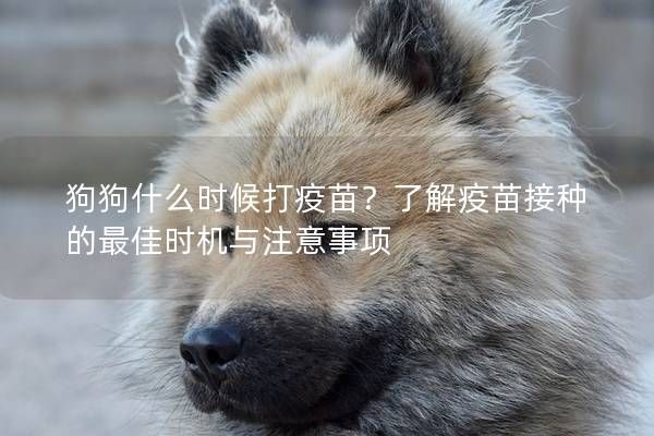 狗狗什么时候打疫苗？了解疫苗接种的最佳时机与注意事项