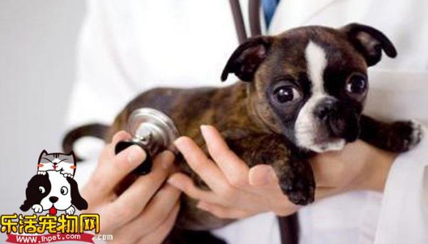 给幼犬接种疫苗