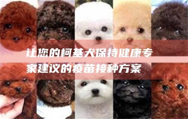 让您的柯基犬保持健康专家建议的疫苗接种方案
