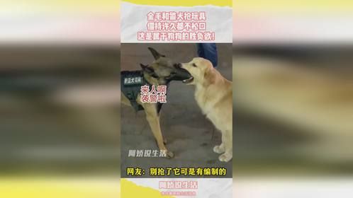 金毛和警犬抢玩具，僵持许久都不松口，这是属于狗狗的胜负欲！