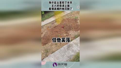 狗子在土里挖了半天，主人好奇凑上前，看到真相的他沉默了！