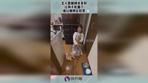 主人跟蜥蜴关系好，让狗子吃醋了，谁让蜥蜴比较贵！
