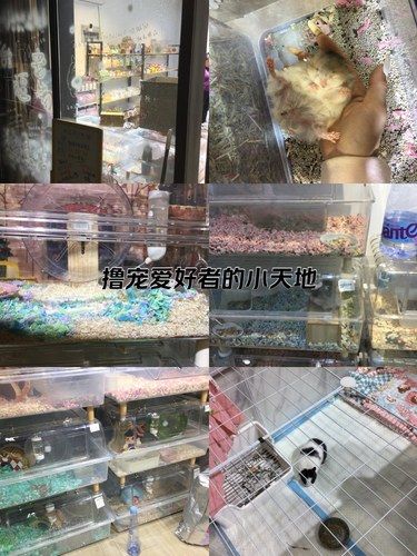 撸宠爱好者小天地