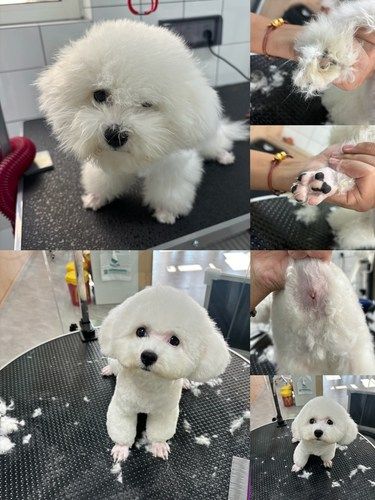 圣宠宠物 | 毛孩子的贴心护理站