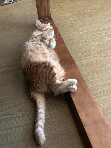 想念小猫们了