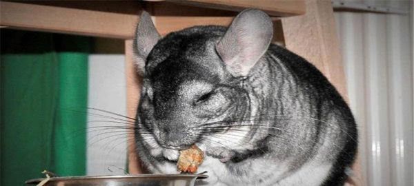 以金斑龙猫的饲养方法为主题的全面指南（从萌宠选购到日常饲养，全方位解读金斑龙猫的饲养之道）