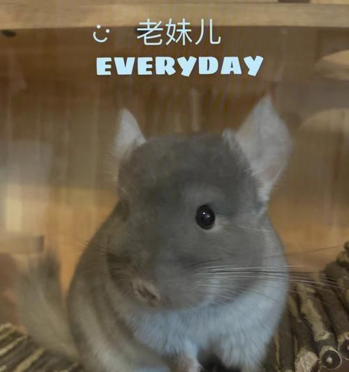 以金斑龙猫的饲养方法为主题的全面指南（从萌宠选购到日常饲养，全方位解读金斑龙猫的饲养之道）