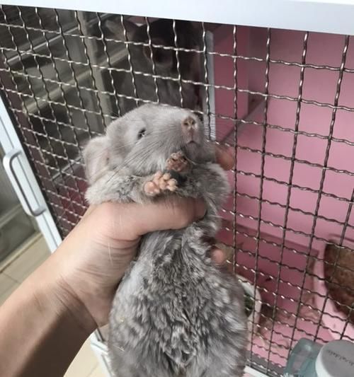 以金斑龙猫的饲养方法为主题的全面指南（从萌宠选购到日常饲养，全方位解读金斑龙猫的饲养之道）