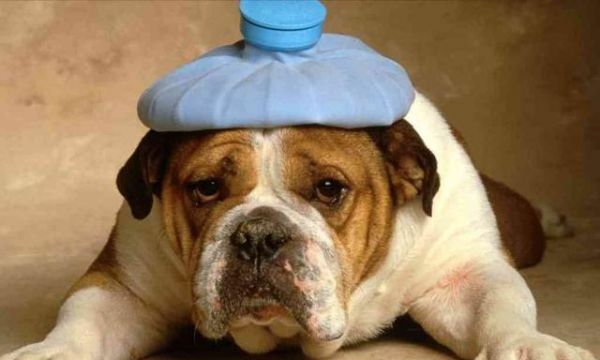 狗狗开刀后不肯吃东西怎么办？如何恢复食欲？