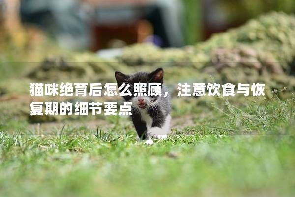 猫咪绝育后怎么照顾，注意饮食与恢复期的细节要点