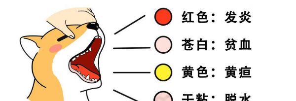 狗狗口鼻瘘怎么办？（了解狗狗口鼻瘘的症状与治疗方法）