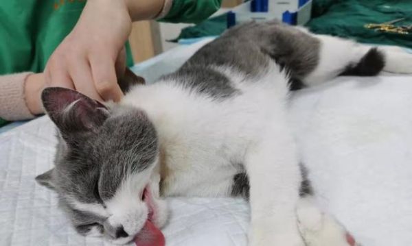 狗狗绝育后饮食调整指南？如何选择合适的食物？