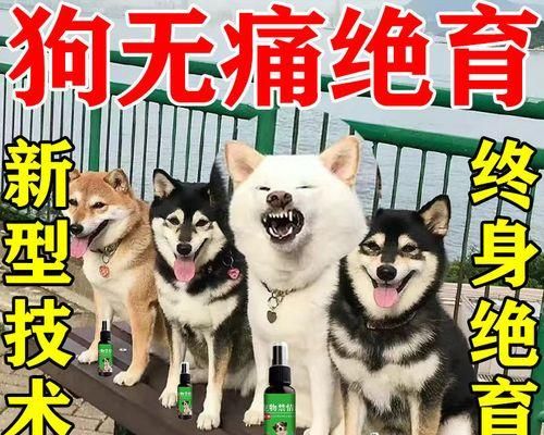 狗狗绝育后饮食调整指南？如何选择合适的食物？