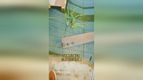 会成功解救醒它们的，对吗？