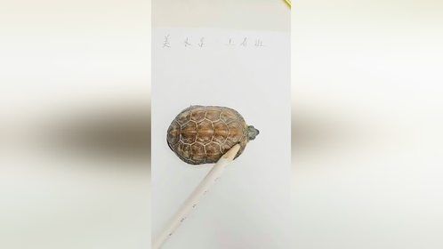 7秒教你画乌龟，千万别眨眼