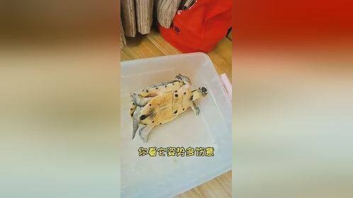 我的天吶，我家大公龟这是下蛋了吗？