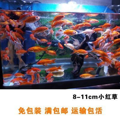 龙鱼和金鱼哪个好养一点（关于龙鱼和金鱼饲养难度的一些信息）