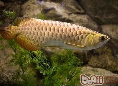 龙鱼和金鱼哪个好养一点（关于龙鱼和金鱼饲养难度的一些信息）