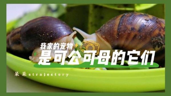 一般家庭养宠物，多半选择猫猫狗狗之类的，我家从金鱼到乌龟…