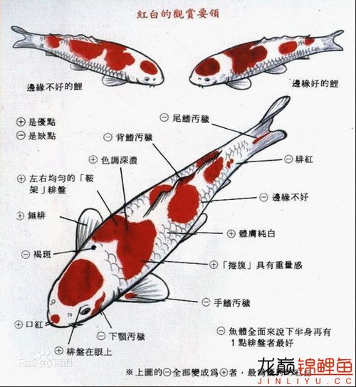 金鱼如何挑选
