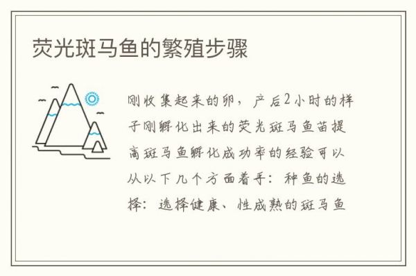 荧光斑马鱼的繁殖步骤