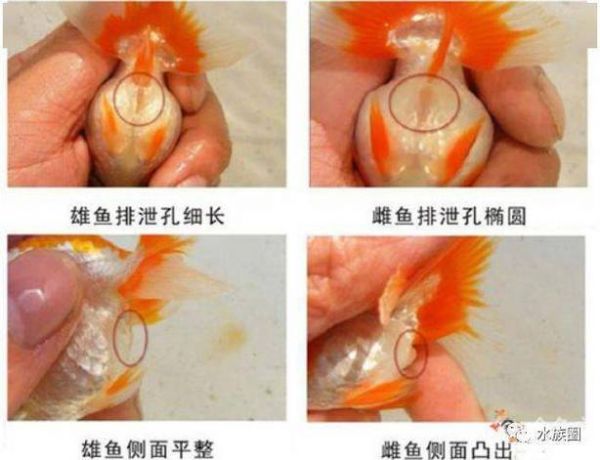鱼是如何繁殖的