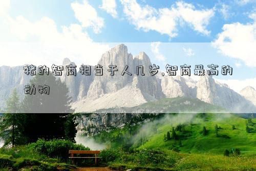 猪的智商相当于人几岁,智商最高的动物