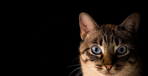 猪的智商有多少,宠物猪的智商到底多高