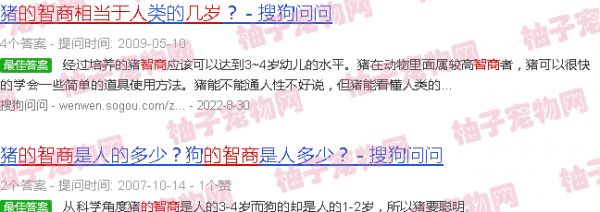 宠物猪的智商相当于人几岁