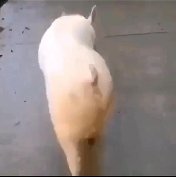 为什么说猪是世界上最聪明的动物，宠物猪智商碾压狗狗