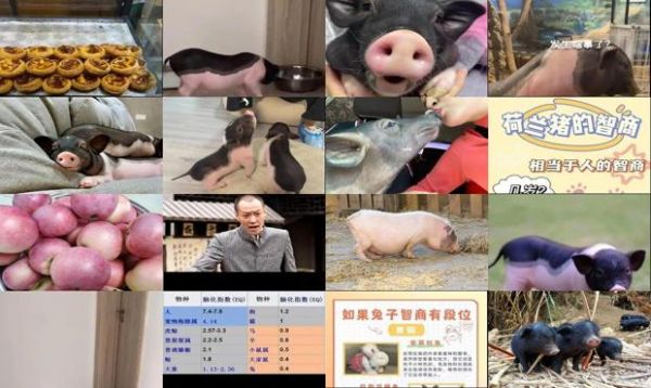 小香猪的智商相当于几岁