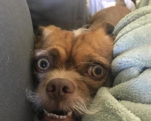 宠物犬神奇的模仿能力，主人和狗狗竟长得一模一样？（探究狗狗与主人长相相似的原因和现象，了解动物模仿行为的意义）